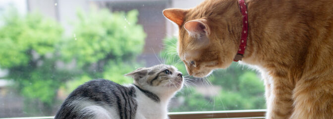 人にも動物にも体に優しい食品 特集