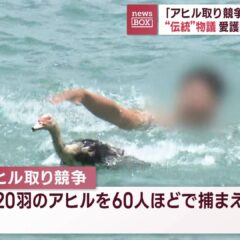 アヒル取り競争は違法？アヒルは動物愛護の対象になるのか？沖縄、糸満市のハーレー問題