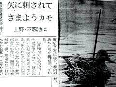 矢ガモの新聞記事