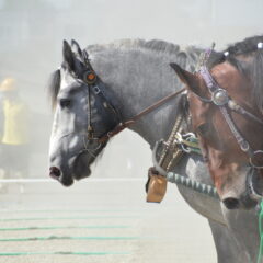 馬は動物愛護の対象になる？上げ馬神事で話題になった法律上の考え方