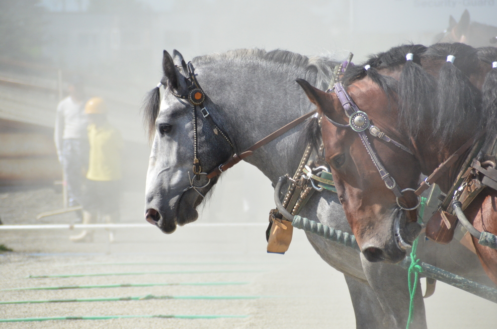馬を雨から助け出す