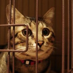 新しく迎え入れた保護猫をケージから出すタイミングは？先住猫がいる場合は要注意