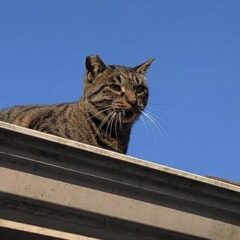野良猫は動物愛護法の対象になるのか。逮捕された実例など調べてみた