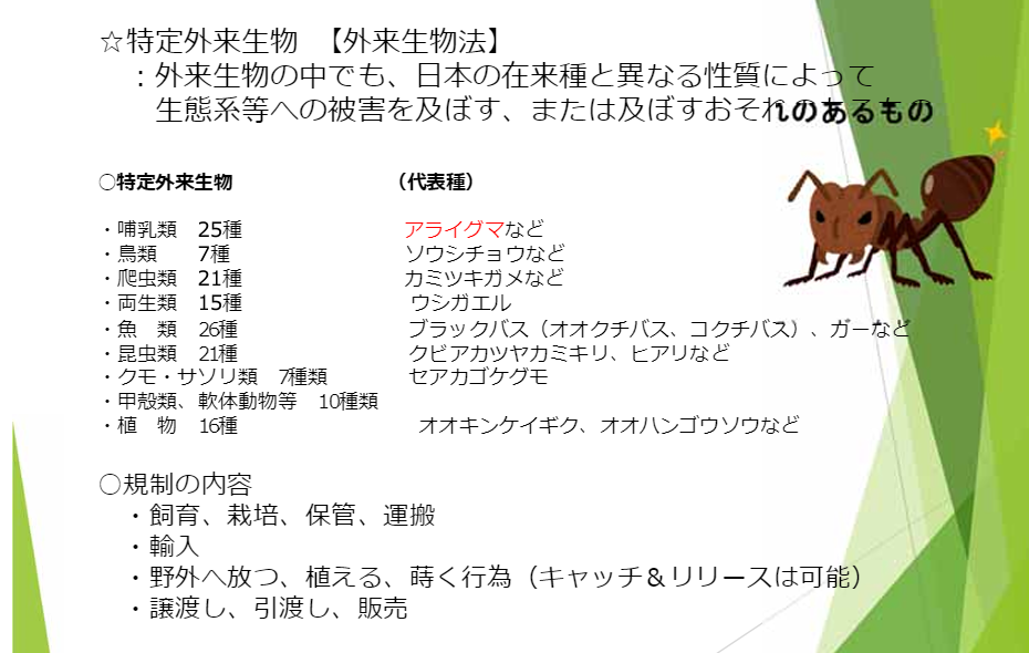 アライグマ キャッチアンドリリースしてもいいという佐賀県の資料