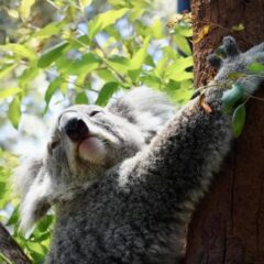 ヴィーガン生活は動物愛護につながるか。知らないうちに虐待に関わっているかも。