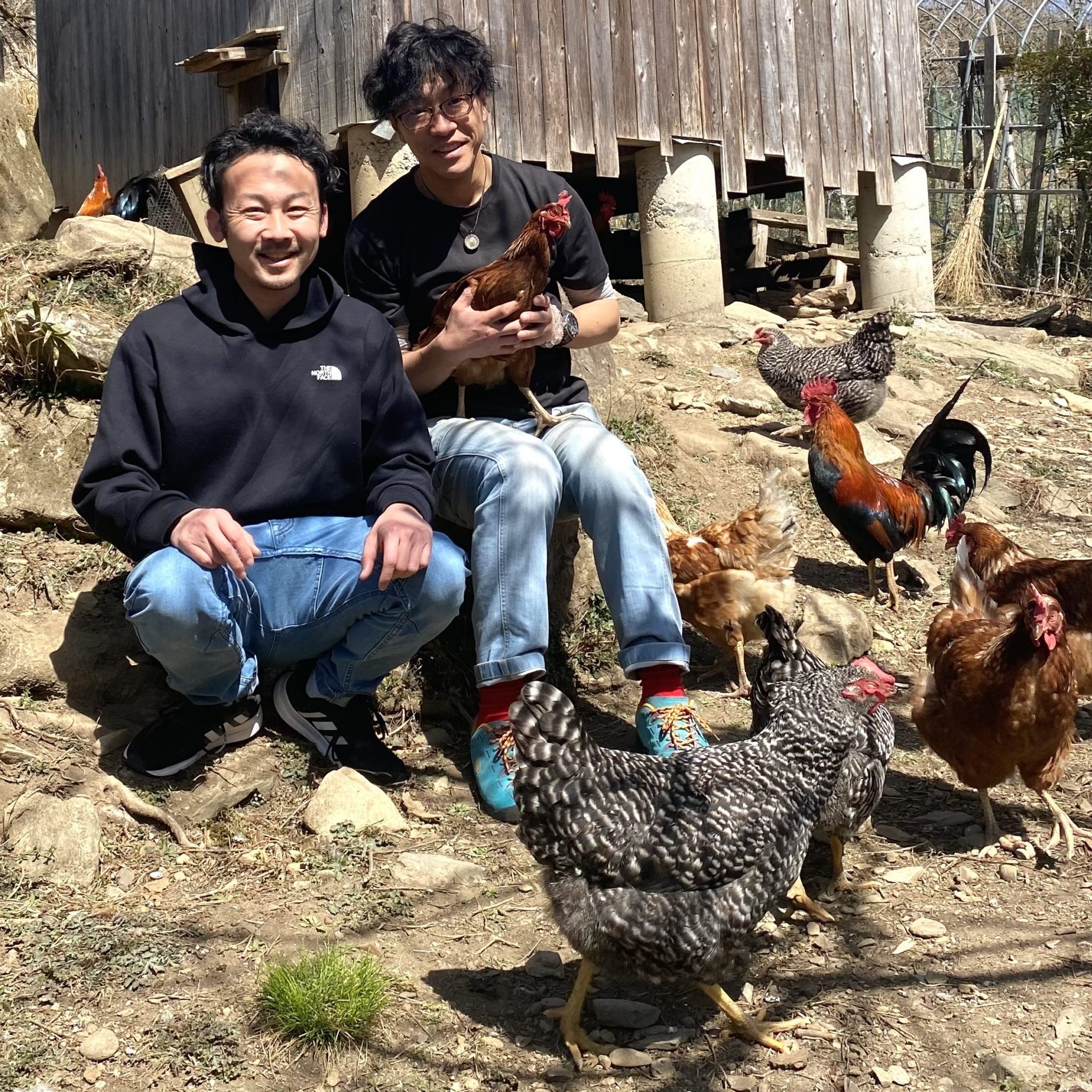 元衆議院議員堀越啓仁氏と放牧されている鶏