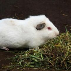 実験動物と動物愛護。動物実験をしている企業は時代遅れ？