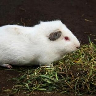実験動物と動物愛護。動物実験をしている企業は時代遅れ?