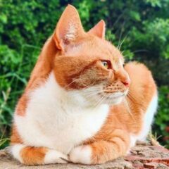 動物愛護団体で働いて給料はもらえるのか。活動の問題点が浮き彫りに。