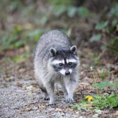 害獣は動物愛護の対象になるか。アライグマを捕獲器で捕まえたらどうなる？
