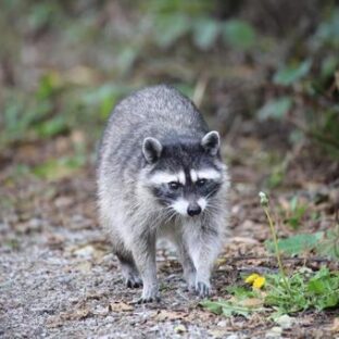 害獣は動物愛護の対象になるか。アライグマを捕獲器で捕まえたらどうなる?