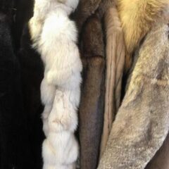 毛皮のコートを着ないことは動物愛護につながるか。毛皮のつくり方を知ってみると…