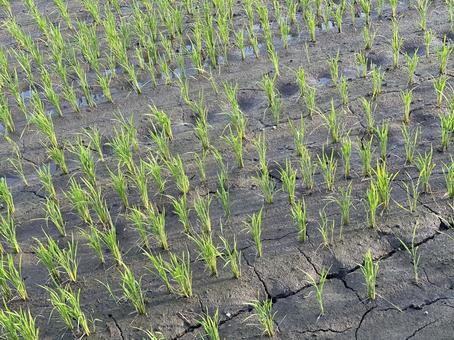 水不足で乾いた田んぼ