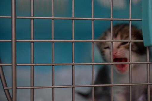 猫の乳飲み子は殺処分対象になりやすい