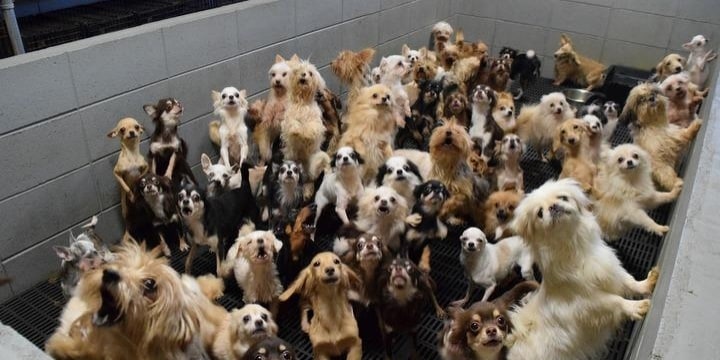 福井県坂出市のパピーミル工場