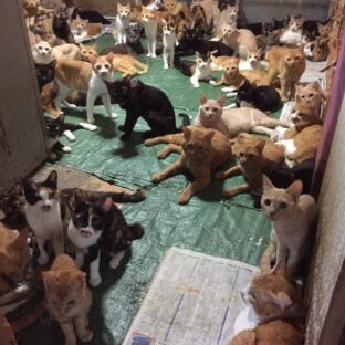 通報すべき悪質な動物愛護団体。通報し警察が動いてくれるのはどのレベルか。