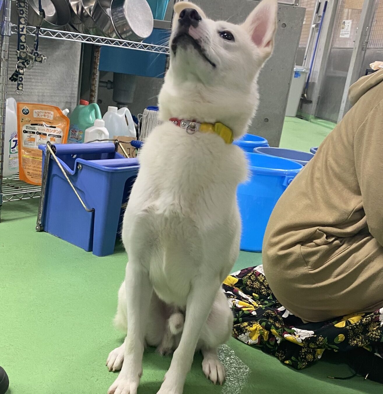 おそらく飼い犬が迷子になった、人馴れしている犬