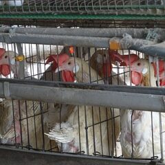 バタリーケージで育てる鶏の卵のメリットは？食生活にも大きく関わる値段