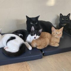 子猫の保護猫を宝塚で探している方は、ぜひ猫スペースきぶん屋にお問い合わせください