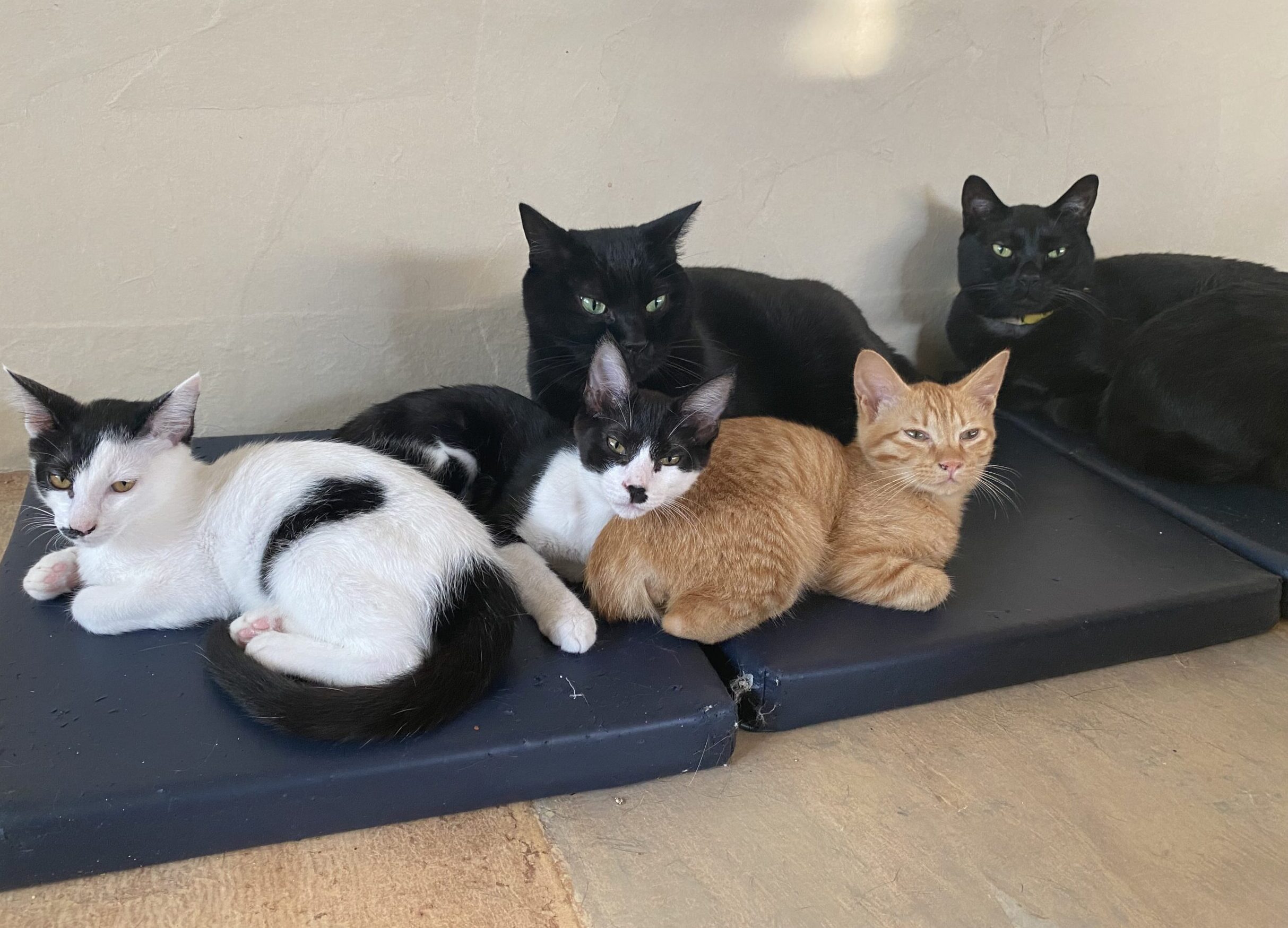 大人猫に甘える子猫たち