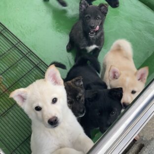 動物愛護センターから犬猫を引き取って飼いたいときはどうすればいいか