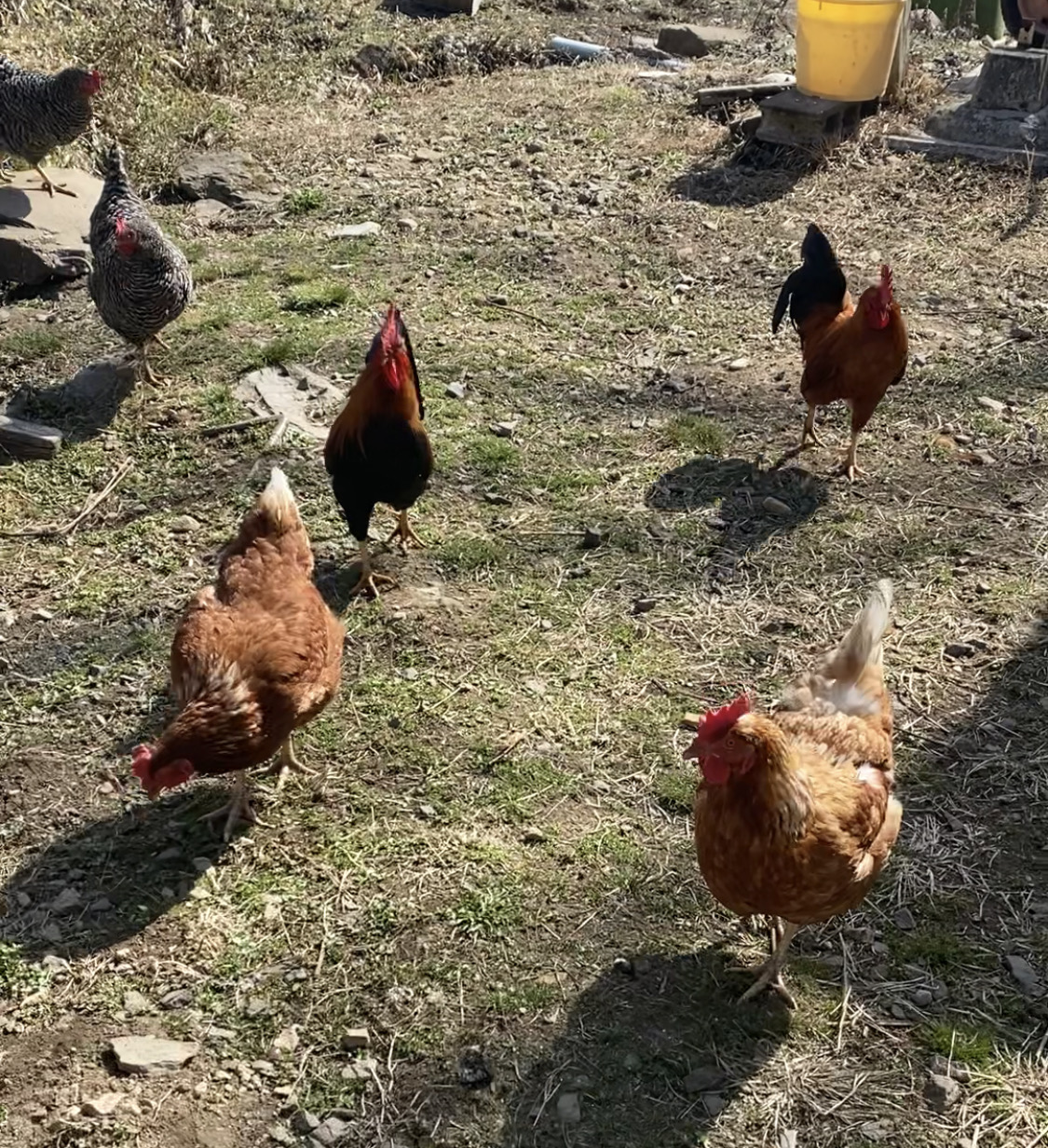 放牧されている自由な鶏