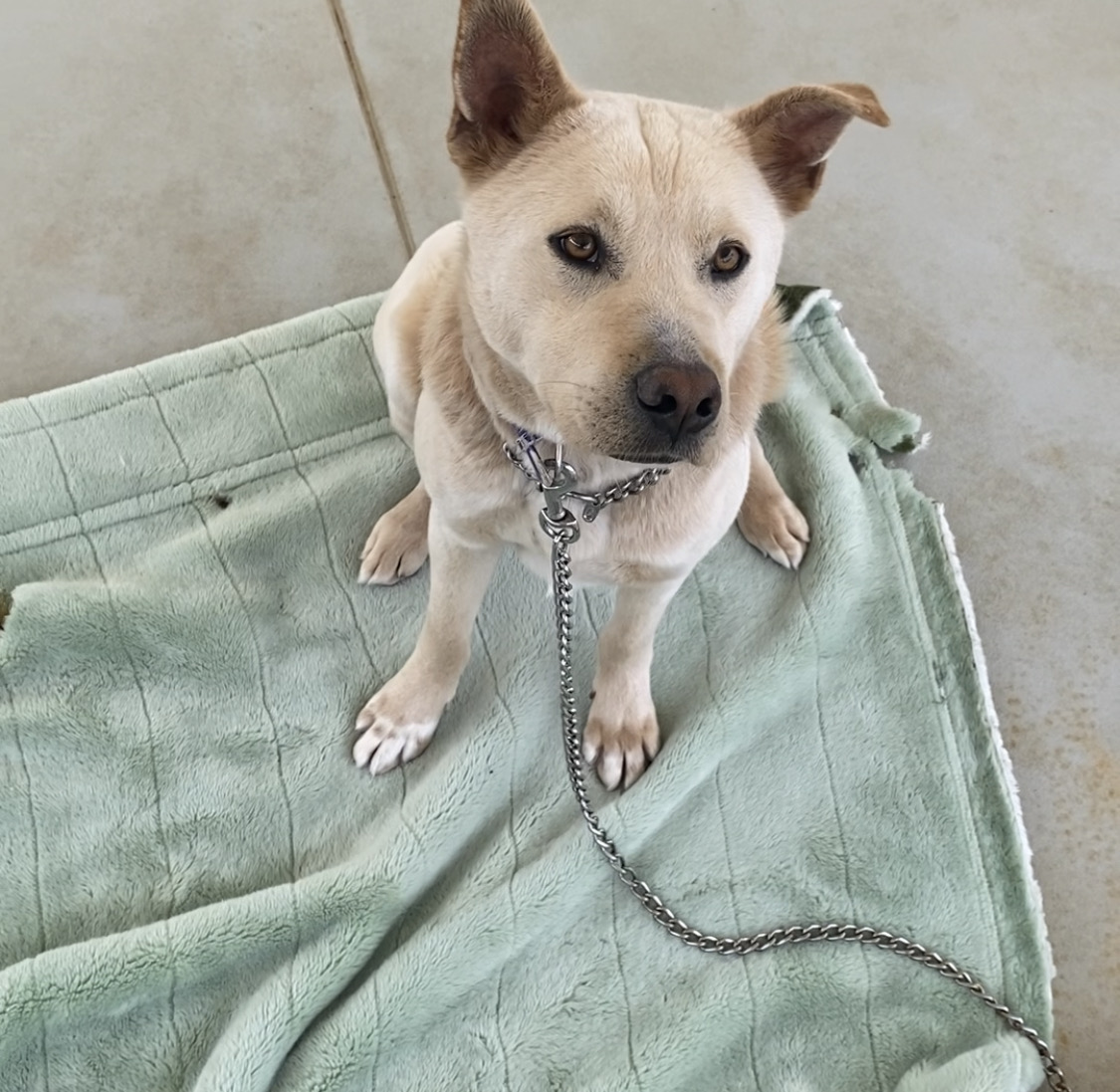 野犬出身で動物愛護センターでトレーニング中