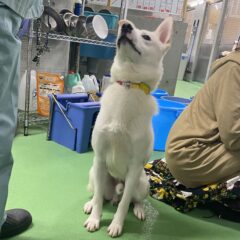 動物愛護センターの殺処分、現状はどうなのか訪問して聞いてみた