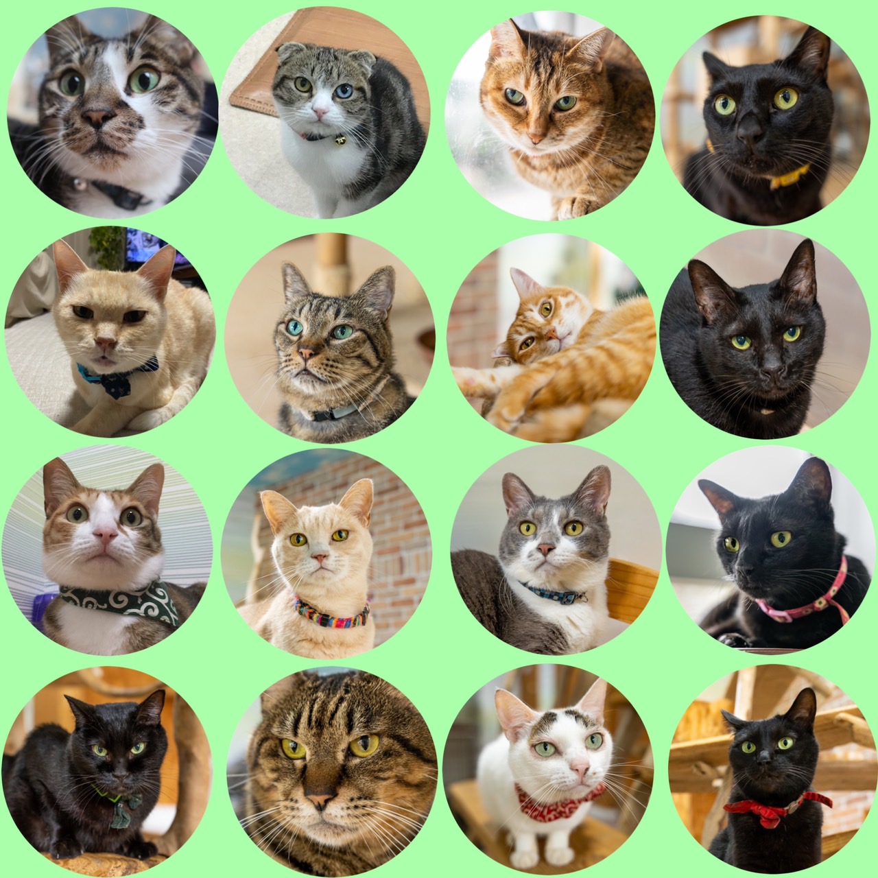 人にも動物にも優しく | 猫スペースきぶん屋