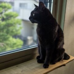 宝塚の保護猫カフェきぶん屋、仁川から小林に移転しました！