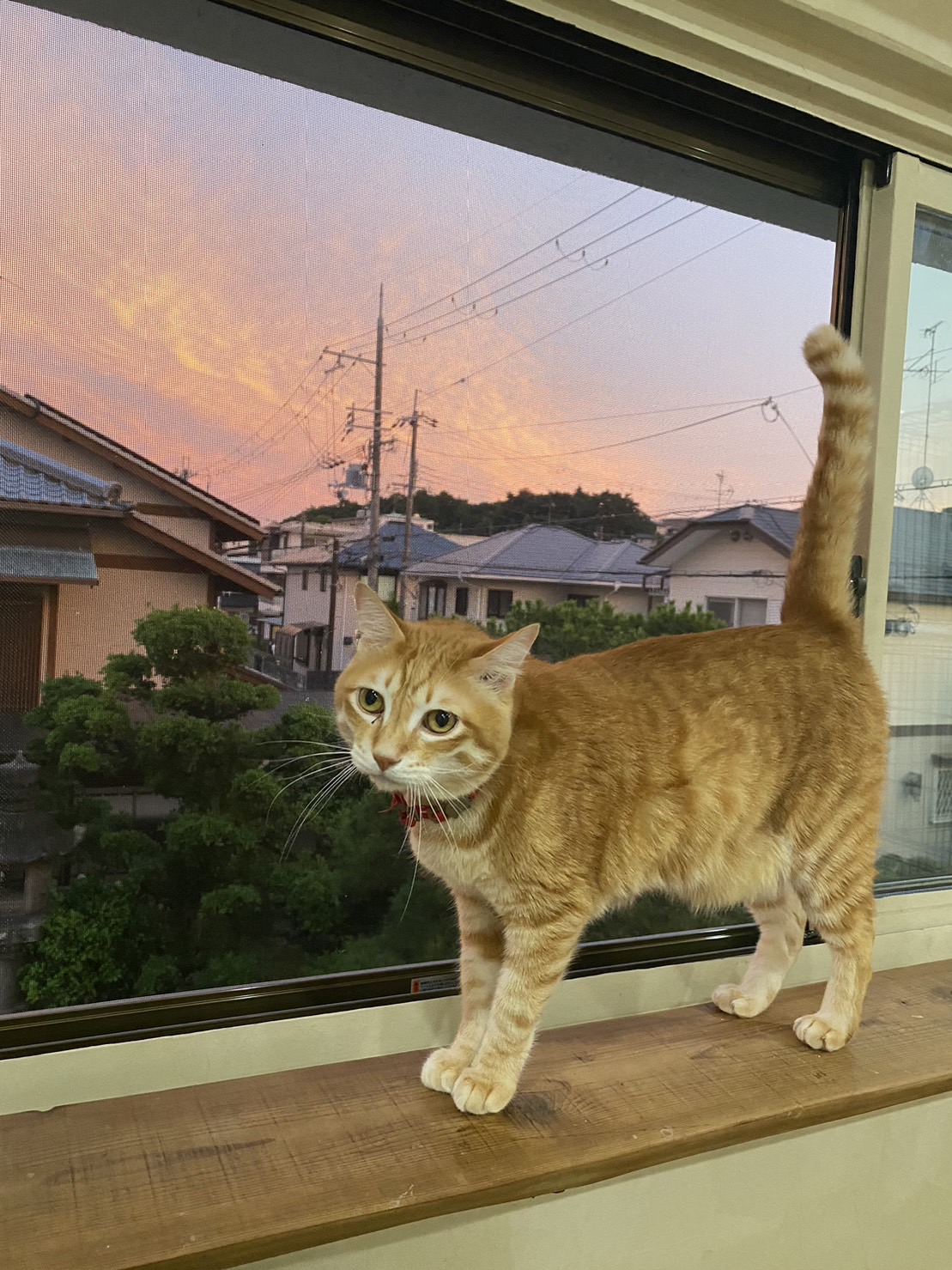 窓から夕焼けとそらくんが映えます