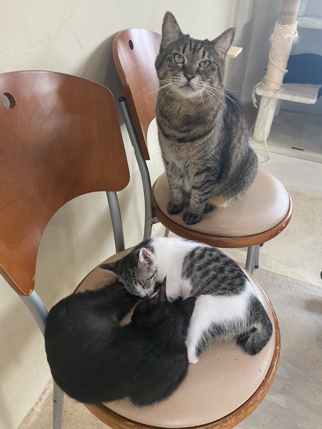 子猫を見守るボスのメイくん