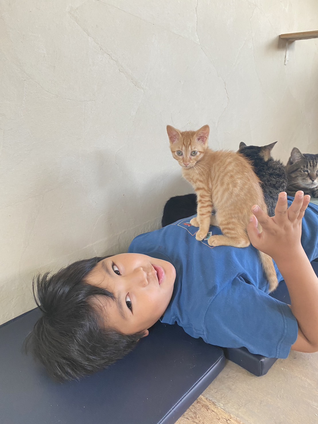 近所の子供が猫部屋を満喫
