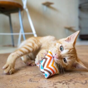 保護猫カフェの運営は難しい?リアル体験談とやめておくべきこと