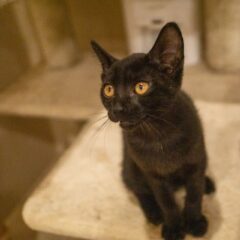保護猫を助けるNPOを設立したい。認定NPOは？その手順と年間費用と手間と。