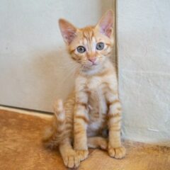 動物愛護団体でボランティアとして手伝いたい！宝塚市で活動してる愛護団体側からしてもらいたいこと