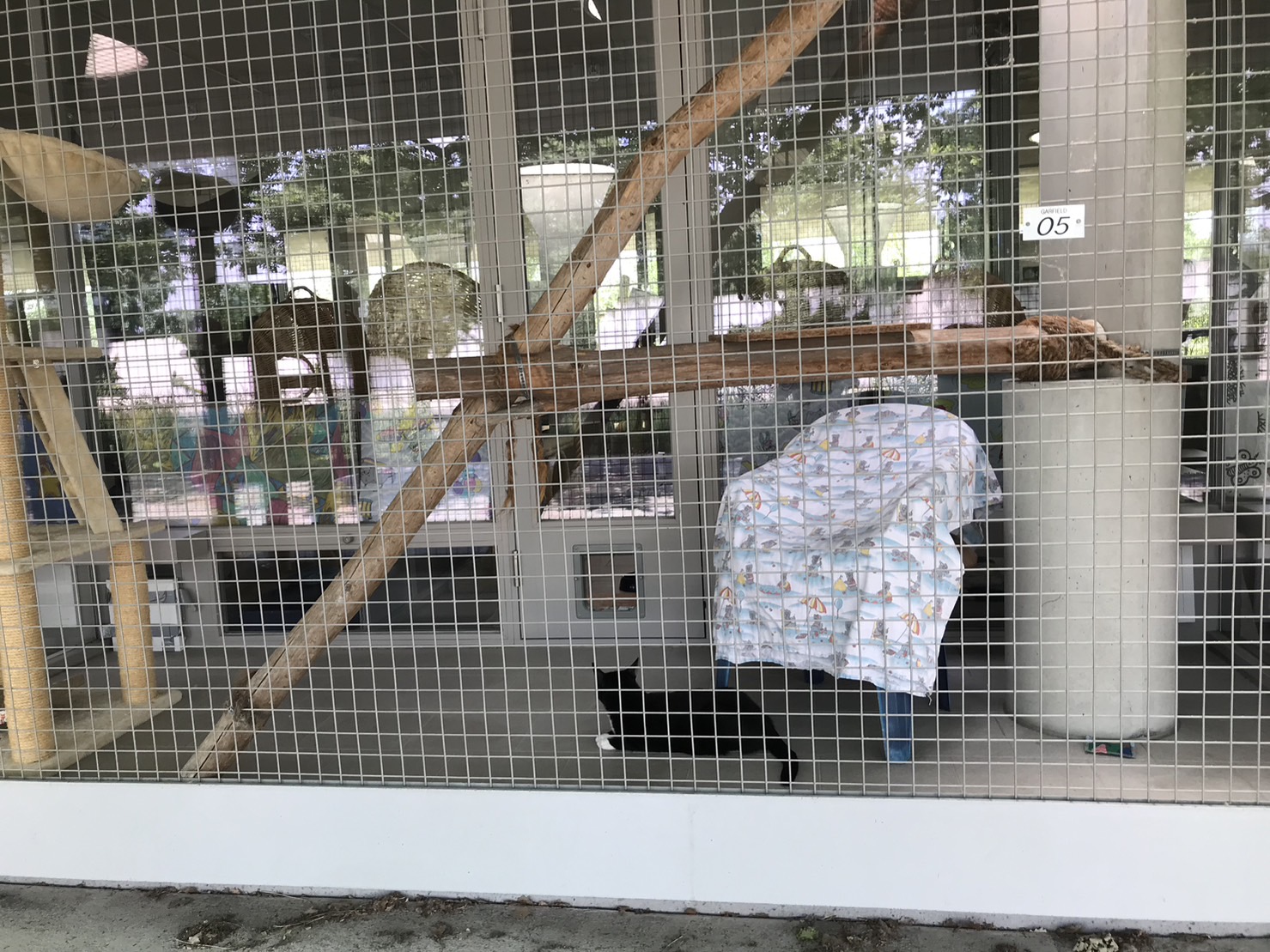 ティアハイムベルリンの猫舎