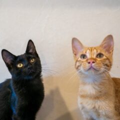 保護猫団体から猫をトライアル！よくある失敗事例と理由