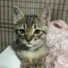 動物愛護団体に猫を引き取ってもらいたいとき、伝えるべきことは？