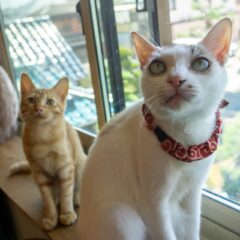 保護猫を飼うメリット、デメリットは？雑種のほうが長生きする？