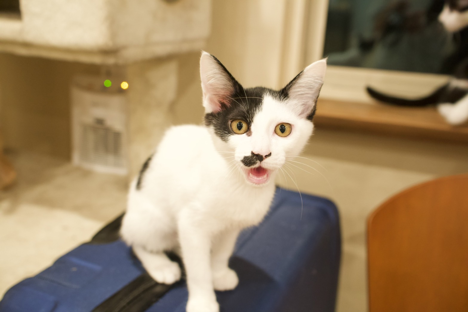 毛並みが良くなった保護猫