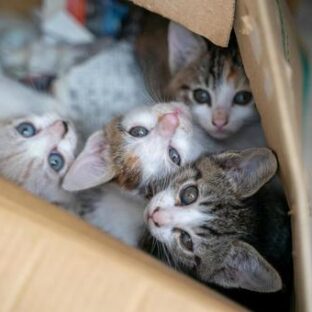 動物愛護センターは引き取ってくれる?動物愛護法改正と愛護センターの歴史