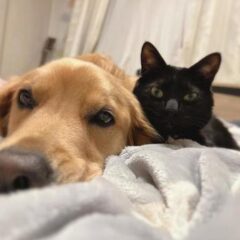 動物愛護団体は肉を食べない？犬猫は保護しているのに肉を食べるのは矛盾か。