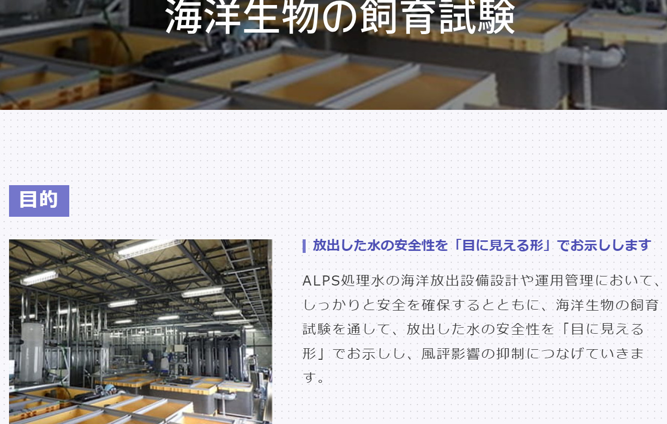 処理水の中に魚を入れて放射性物質が検出されるか実験する東電