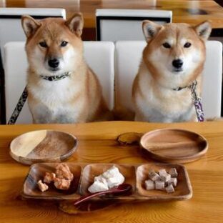 ヴィーガンの人がペット、犬猫を飼うときは肉、魚を与えるのか。ヴィーガンペットフードは？