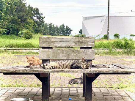 人馴れしている猫を保護する?