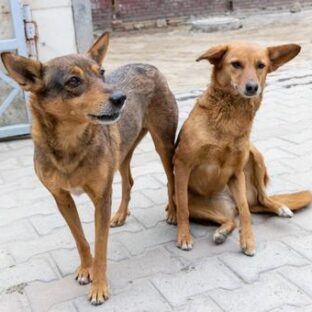 野犬は捕獲しなければならないのか。 狂犬病予防法との関係と山口県に見に行ってきた話。