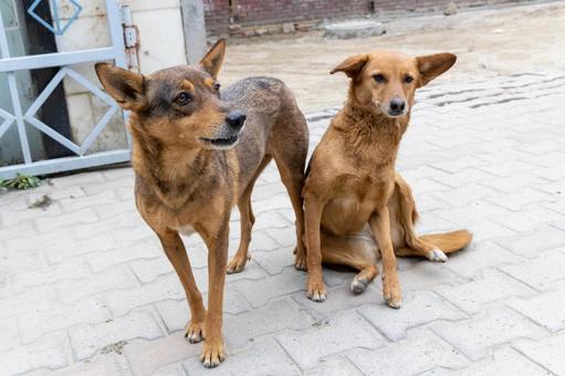 野犬は駆除しなければならない存在か