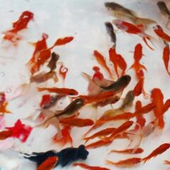 金魚すくいは動物愛護法違反にならないのか。今後廃止になることはあるか。