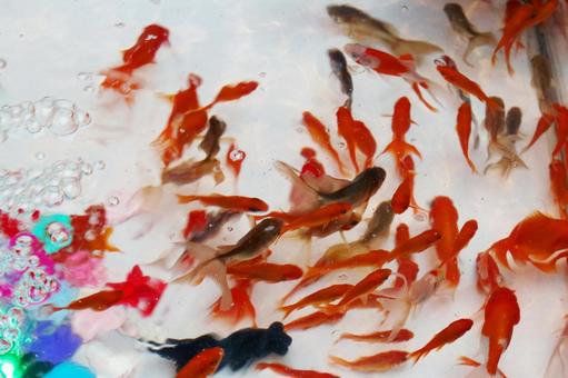 金魚すくいは動物虐待か？動物愛護法違反になることはあるか